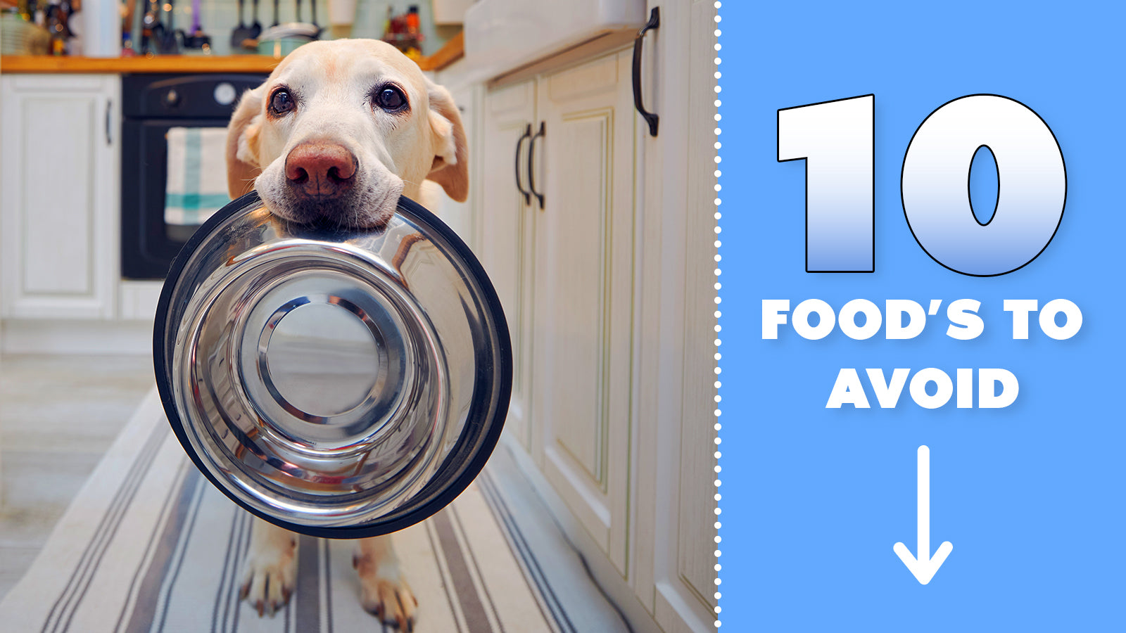 10 Worst Food's To Feed Your Pet The Brooklyn Singapore