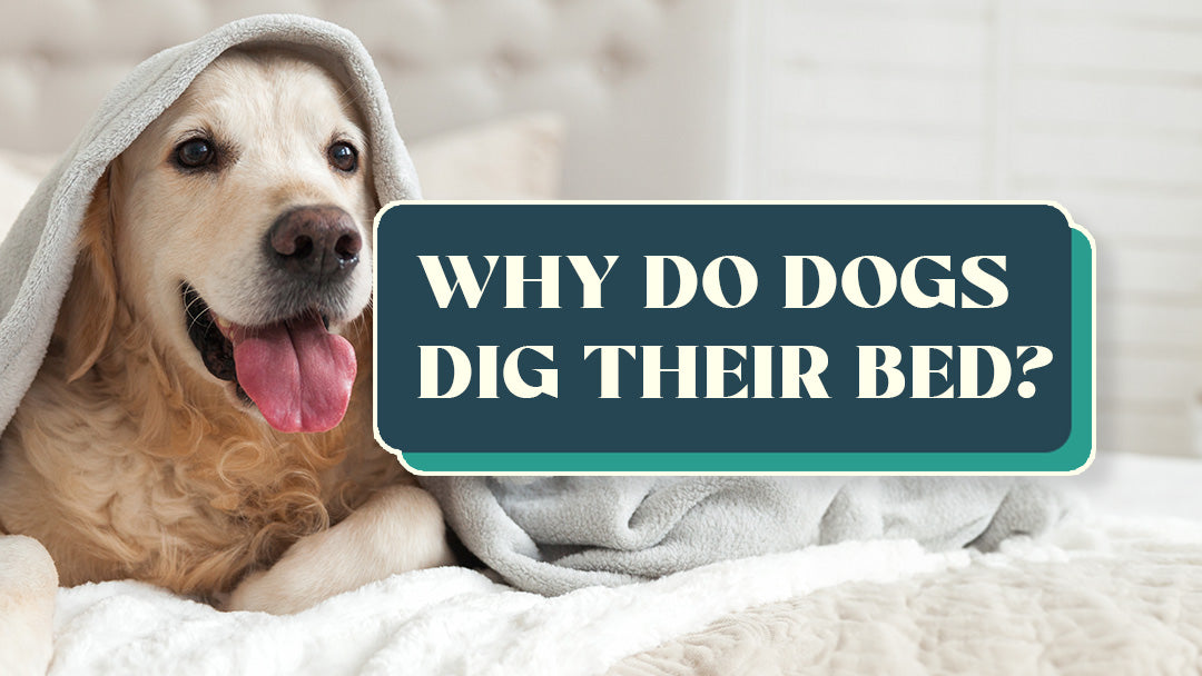 Dog digging in bed at night best sale