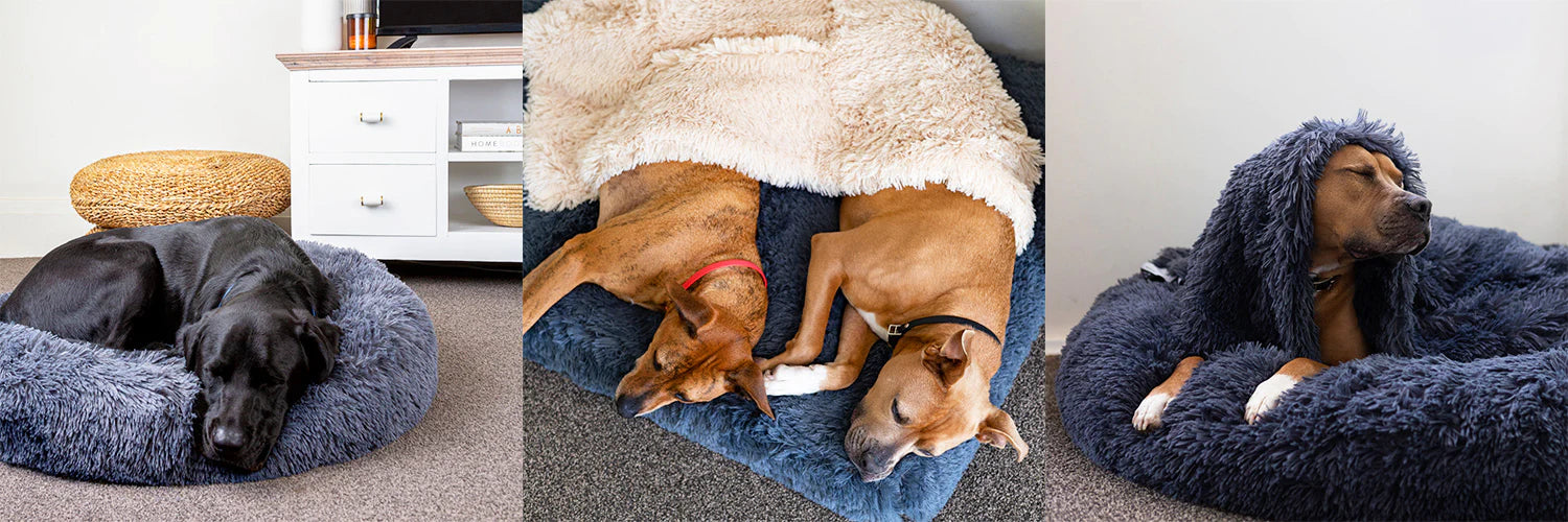 Low profile dog bed hotsell