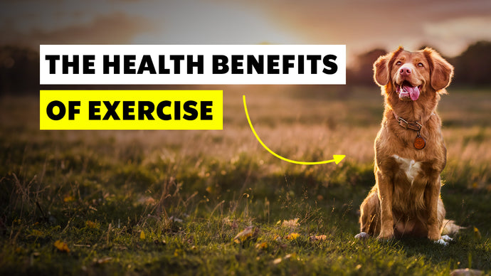 The Health Benefits of Regular Exercise for Dogs