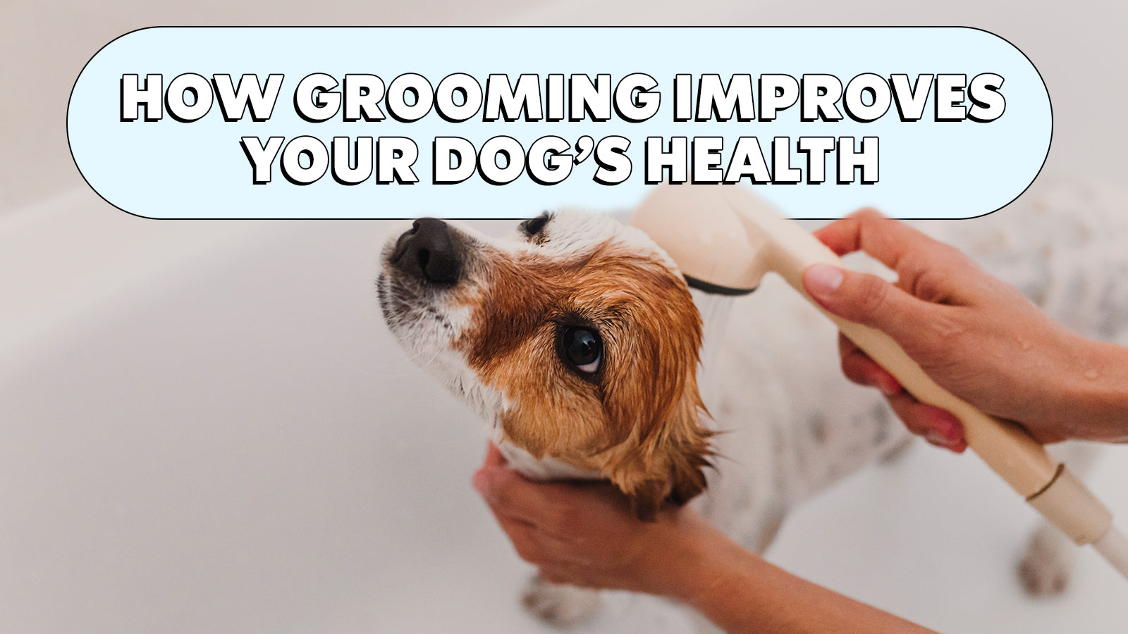 How Grooming Can Improve Your Dog's Health | The Brooklyn – The ...