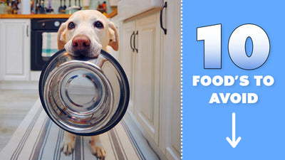 10 Worst Food's To Feed Your Pet