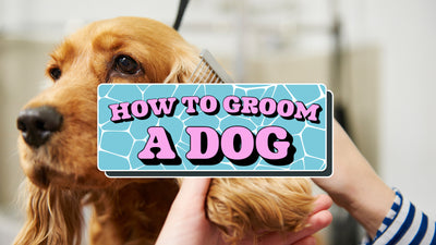 Everything To Know About Grooming Your Dog