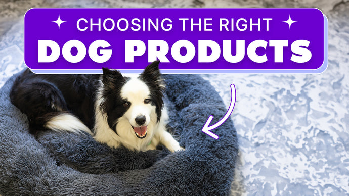 Choosing the Best Products For Your Dog