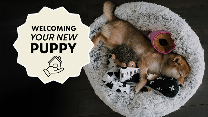 Tips For Welcoming Your New Puppy Home