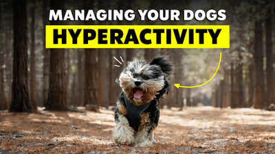 Managing Hyperactive Dog Energy for a Calm Home - The Brooklyn
