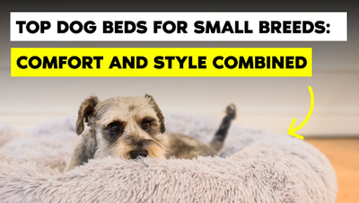 Top Dog Beds for Small Breeds: Comfort and Style Combined