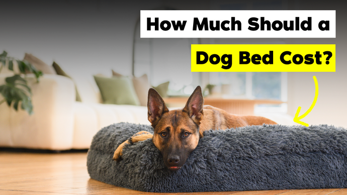 How Much Does a Dog Bed Cost in Singapore?