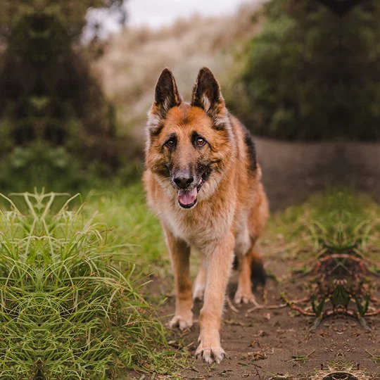 Sustainability The Brooklyn Singapore sustainability-the-brooklyn-singapore